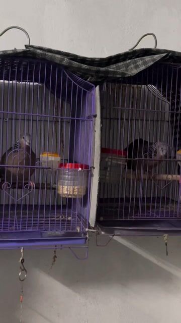 Chim cu gáy 1 năm tuổi. Mua bán Chim tại Quận Đống Đa Hà Nội được đăng bởi Hoàng Long hình 1