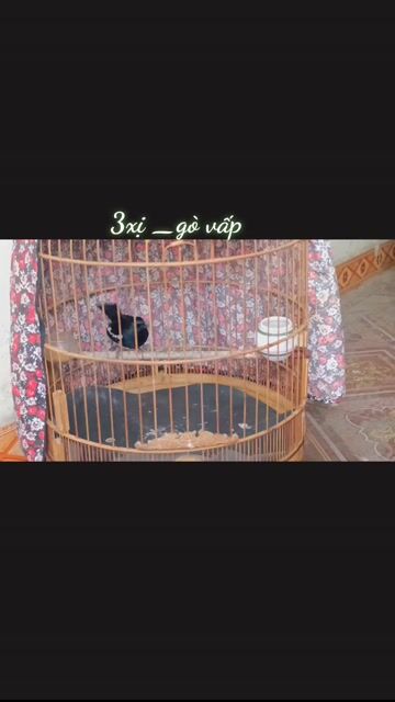 Choè than bổi. Mua bán Chim tại Quận Gò Vấp Tp Hồ Chí Minh được đăng bởi GAS BẾP GIÁ SỈ TOÀN QUỐC  hình 1