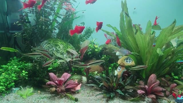 Bộ bể cá 80cm. Mua bán Phụ kiện, Thức ăn, Dịch vụ tại Quận Hai Bà Trưng Hà Nội được đăng bởi Sơn Vũ hình 1