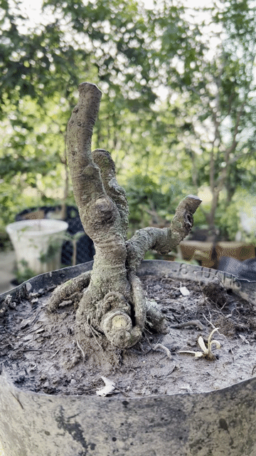 Cây cảnh Khế Bonsai mini. Mua bán Cây cảnh, đồ trang trí tại Quận Cái Răng Cần Thơ được đăng bởi Cây Cảnh Giá Rẻ hình 1