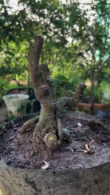Cây cảnh Khế Bonsai mini. Mua bán Cây cảnh, đồ trang trí tại Quận Cái Răng Cần Thơ được đăng bởi Cây Cảnh Giá Rẻ hình 1