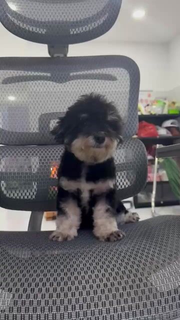 Tìm chủ cho cặp poodle như ảnh. Mua bán Chó tại Thành phố Tây Ninh Tây Ninh được đăng bởi Duy hình 1