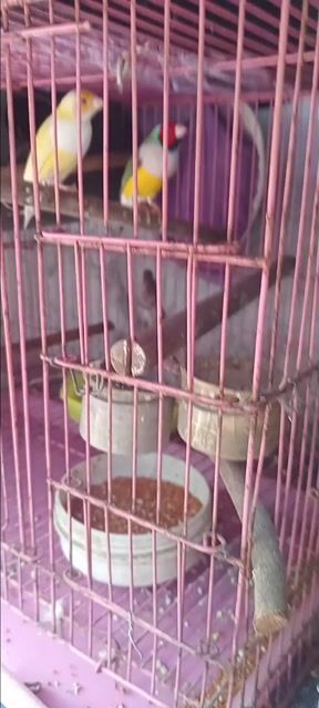 Chim 7 màu Châu Âu sinh sản. Mua bán Chim tại Huyện Hóc Môn Tp Hồ Chí Minh được đăng bởi Như Lê hình 1