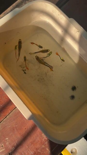 Cá 7 màu nhiều màu. Mua bán Thú cưng khác tại Thành phố Thủ Đức Tp Hồ Chí Minh được đăng bởi Mạnh Hùng hình 1