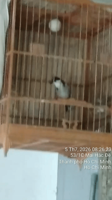 Chim chào mào Cao Bằng trống 4 tháng lồng. Mua bán Chim tại Quận 8 Tp Hồ Chí Minh được đăng bởi A Xồi hình 1