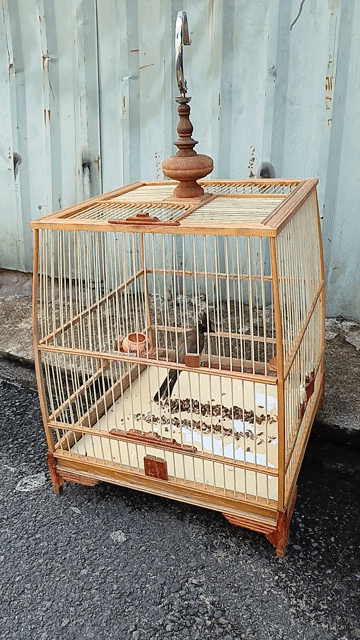 Chào mào mái. Mua bán Chim tại Quận 12 Tp Hồ Chí Minh được đăng bởi Minh Toàn hình 1
