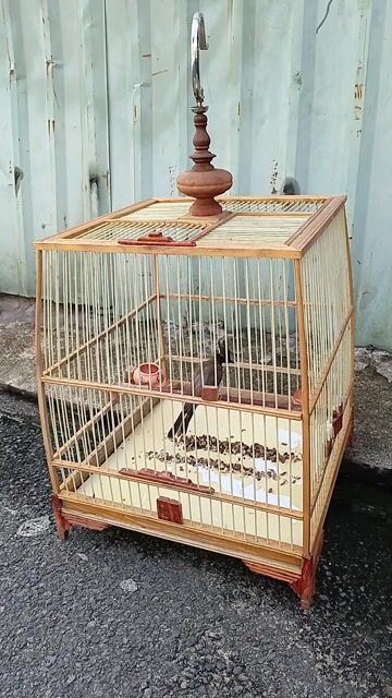 Chào mào mái. Mua bán Chim tại Quận 12 Tp Hồ Chí Minh được đăng bởi Minh Toàn hình 1