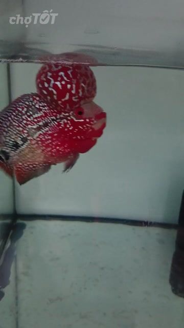 Cá La Hán F3 Đỏ Bình Tân. Mua bán Thú cưng khác tại Quận Bình Tân Tp Hồ Chí Minh được đăng bởi Lê kim phát hình 1