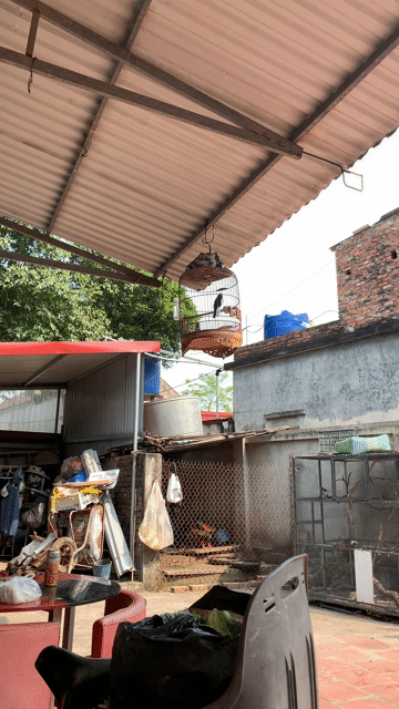 Chim bổi 4 vụ. Mua bán Chim tại Huyện Gia Lâm Hà Nội được đăng bởi Nguyễn Đức Điệp  hình 1