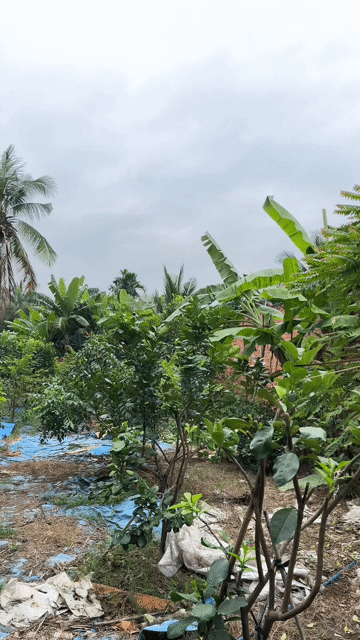 Mua bán Đất Thành phố Thuận An Bình Dương diện tích 543.5999 m² giá 8,7 tỷ