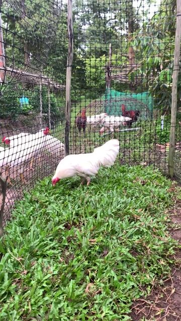 Gà Trắng 1.3kg Đực. Mua bán Gà tại Thị xã Cai Lậy Tiền Giang được đăng bởi Nguyen Cong Khanh hình 1