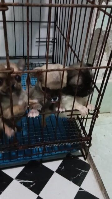 bán chó chihuahua. Mua bán Chó tại Thành phố Thủ Dầu Một Bình Dương được đăng bởi Hồng hình 1