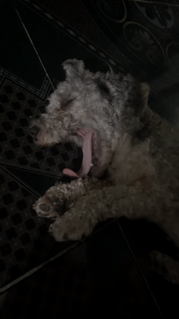 Chó Poodle đực màu Xám trưởng thành. Mua bán Chó tại Huyện Phú Lộc Thừa Thiên Huế được đăng bởi Dylan Copper Nhật hình 1