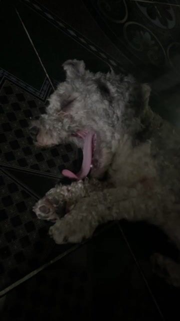 Chó Poodle đực màu Xám trưởng thành. Mua bán Chó tại Huyện Phú Lộc Thừa Thiên Huế được đăng bởi Dylan Copper Nhật hình 1