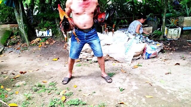 Xám bông mẻ víp mồng chỉ thiên 3.2 kg. Mua bán Gà tại Quận Ninh Kiều Cần Thơ được đăng bởi Anh Ba Bến Tre hình 1