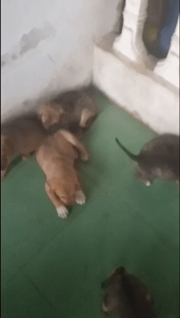 Chó con nhiều màu cả hai. Mua bán Chó tại Thị xã Hương Thủy Thừa Thiên Huế được đăng bởi thuy hình 1