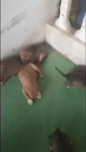 Chó con nhiều màu cả hai. Mua bán Chó tại Thị xã Hương Thủy Thừa Thiên Huế được đăng bởi thuy hình 1