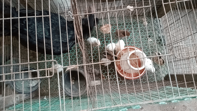Gà con Peru Mỹ nhiều dòng. có gà cha mẹ. Mua bán Gà tại Huyện Cầu Kè Trà Vinh được đăng bởi khai Trương hình 1
