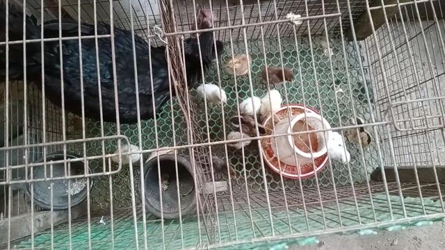 Gà con Peru Mỹ nhiều dòng. có gà cha mẹ. Mua bán Gà tại Huyện Cầu Kè Trà Vinh được đăng bởi khai Trương hình 1
