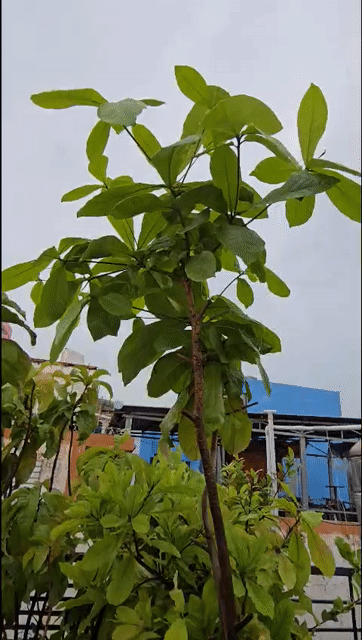 Cây Bàng Ta Xanh lá trang trí. Mua bán Cây cảnh, đồ trang trí tại Quận 5 Tp Hồ Chí Minh được đăng bởi Pham Hung hình 1