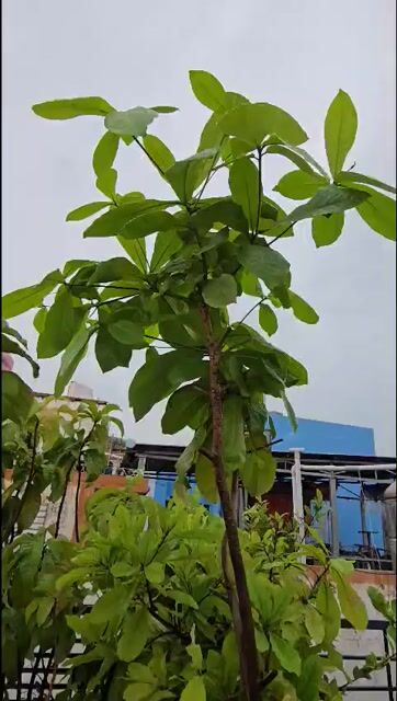 Cây Bàng Ta Xanh lá trang trí. Mua bán Cây cảnh, đồ trang trí tại Quận 5 Tp Hồ Chí Minh được đăng bởi Pham Hung hình 1