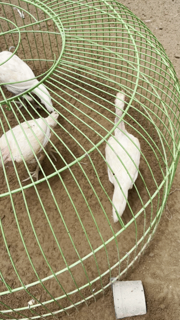 Gà Mái Nhạn. Mua bán Gà tại Thành phố Thủ Đức Tp Hồ Chí Minh được đăng bởi Nguyễn quốc đinh hiệp hình 1