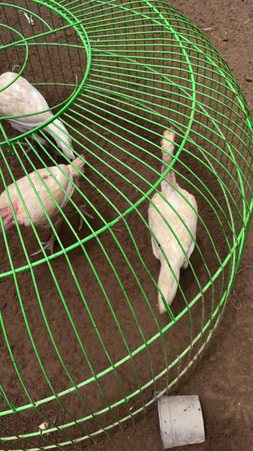 Gà Mái Nhạn. Mua bán Gà tại Thành phố Thủ Đức Tp Hồ Chí Minh được đăng bởi Nguyễn quốc đinh hiệp hình 1