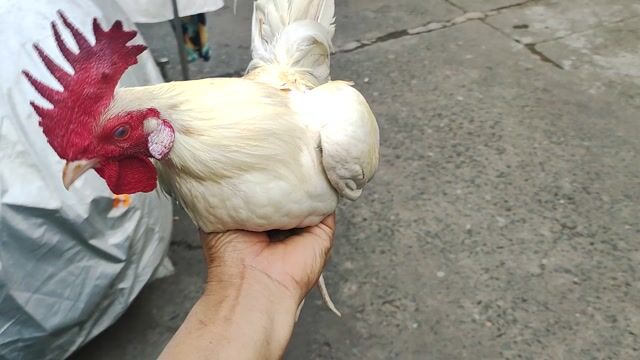 Tre 6 tháng sung khỏe trạng đá 1,1kg. Mua bán Gà tại Quận 1 Tp Hồ Chí Minh được đăng bởi Gà Tre Phở QN TPHCM hình 1