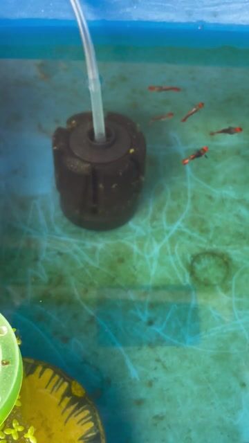 cá 7 màu koi, molly gold thuỷ sinh. Mua bán Thú cưng khác tại Thành phố Biên Hòa Đồng Nai được đăng bởi Nguyễn Văn Bình hình 1