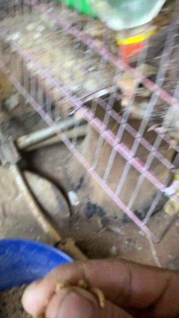 Gà con giống nâu vàng. Mua bán Gà tại Huyện Di Linh Lâm Đồng được đăng bởi nhận nhập hàng nội địa Trung  hình 1