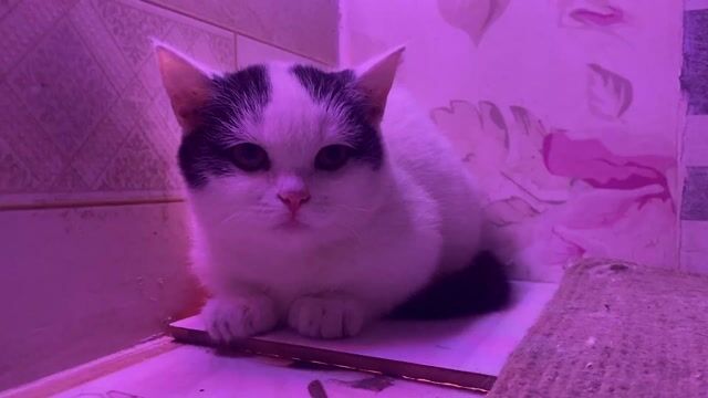 Mèo Munkjn chân ngắn cái trắng đen. Mua bán Mèo tại Quận Long Biên Hà Nội được đăng bởi BaBoo Cat hình 1