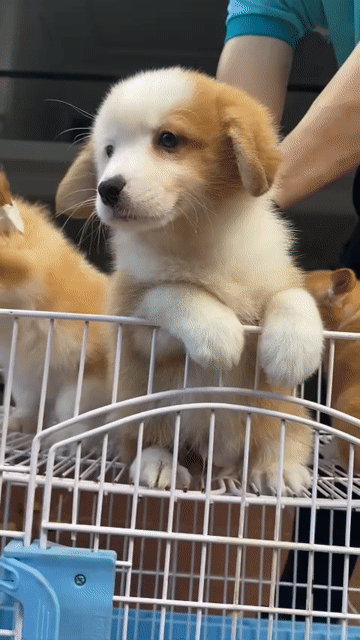 Chó Corgi đực 2.5 tháng đã tiêm. Mua bán Chó tại Quận Thanh Khê Đà Nẵng được đăng bởi phuong thảo  hình 1