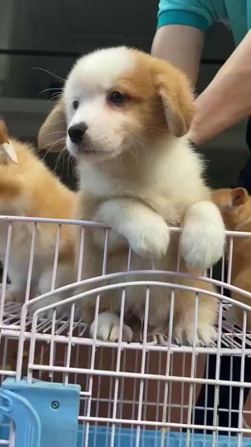 Chó Corgi đực 2.5 tháng đã tiêm. Mua bán Chó tại Quận Thanh Khê Đà Nẵng được đăng bởi phuong thảo  hình 1