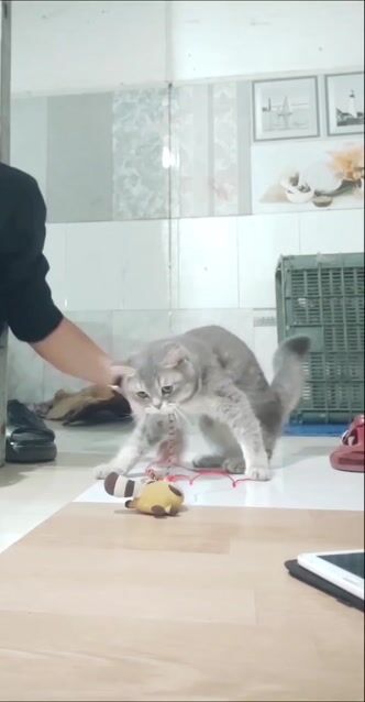 Mèo Anh lông ngắn Xám 2kg. Mua bán Mèo tại Thành phố Vũng Tàu Bà Rịa - Vũng Tàu được đăng bởi TDanh Trần hình 1