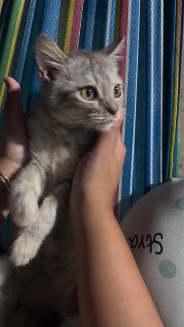 Mèo Anh lông ngắn cái 3 tháng. Mua bán Mèo tại Huyện Hóc Môn Tp Hồ Chí Minh được đăng bởi my my hình 1