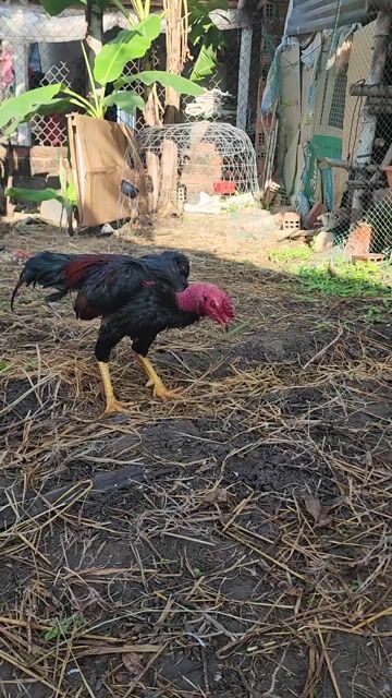 Gà chọi 2.65kg Đen đỏ. Mua bán Gà tại Thị xã An Nhơn Bình Định được đăng bởi Tiệm Trà Bản Địa Sapa hình 1