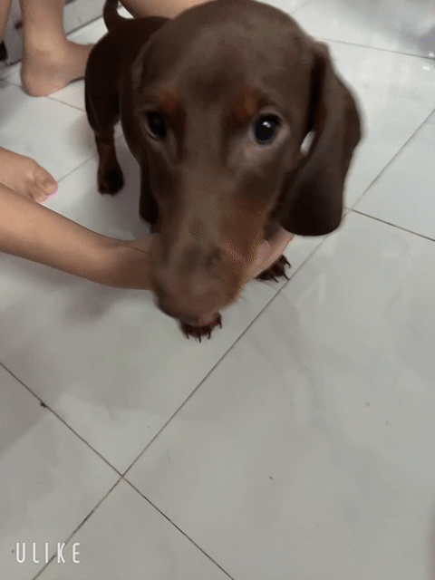 Chó Lạp xưởng đực 7 tháng + chó lai. Mua bán Chó tại Huyện Củ Chi Tp Hồ Chí Minh được đăng bởi Tài  hình 1