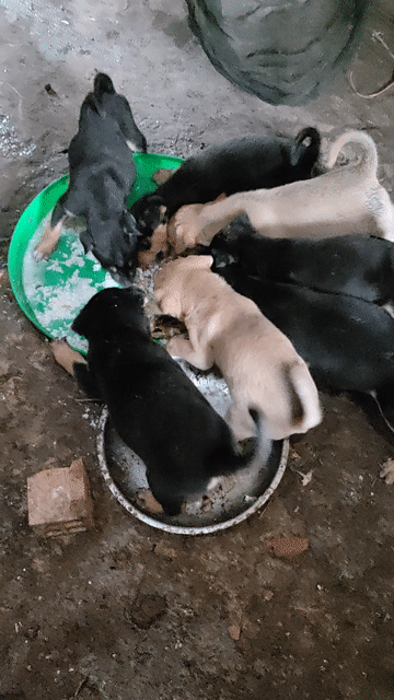 Chó 2 tháng Đen, nâu vàng 7 con. Mua bán Chó tại Quận Bình Tân Tp Hồ Chí Minh được đăng bởi Võ Thị Yến Nhi hình 1