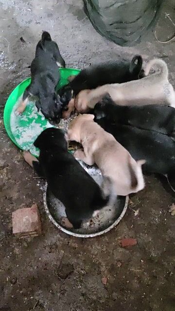 Chó 2 tháng Đen, nâu vàng 7 con. Mua bán Chó tại Quận Bình Tân Tp Hồ Chí Minh được đăng bởi Võ Thị Yến Nhi hình 1