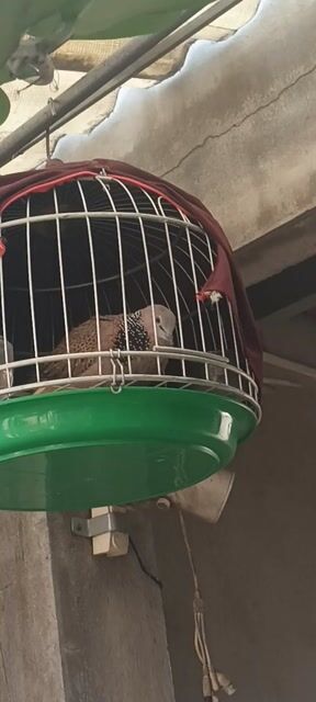 mái thái giọng bầu. Mua bán Chim tại Huyện Nhà Bè Tp Hồ Chí Minh được đăng bởi A Trọng hình 1