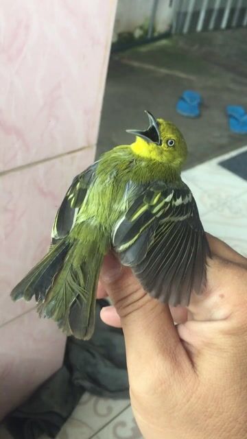 sâu. Mua bán Chim tại Thành phố Thủ Dầu Một Bình Dương được đăng bởi Nguyễn Trung  hình 1
