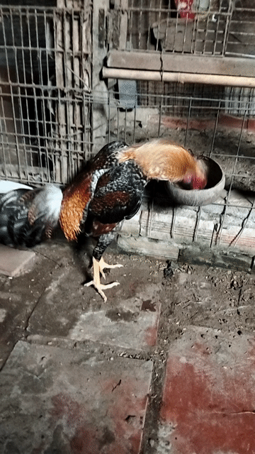 Gà chọi Đỏ Đen Nâu 1.4kg. Mua bán Gà tại Thành phố Vĩnh Long Vĩnh Long được đăng bởi Gà tre lai Vĩnh Long hình 1