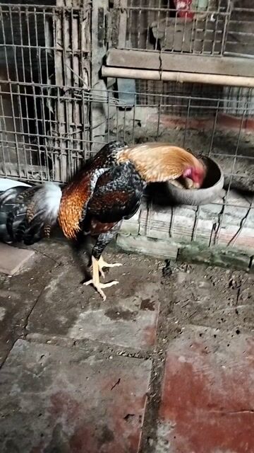 Gà chọi Đỏ Đen Nâu 1.4kg. Mua bán Gà tại Thành phố Vĩnh Long Vĩnh Long được đăng bởi Gà tre lai Vĩnh Long hình 1