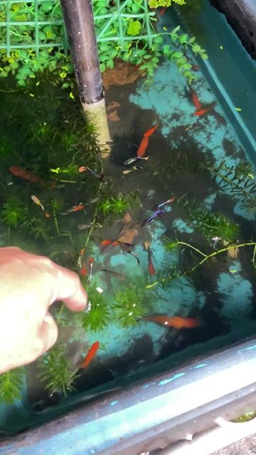 Cá cảnh Cá 7 màu Nhiều màu. Mua bán Thú cưng khác tại Thành phố Thuận An Bình Dương được đăng bởi Mai Văn Chánh hình 1