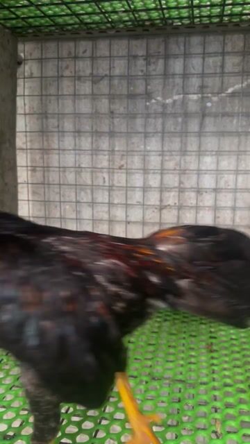 tre bắc. Mua bán Gà tại Quận 7 Tp Hồ Chí Minh được đăng bởi lam the vinh hình 1