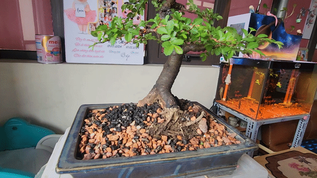 Bonsai Du để bàn. Mua bán Cây cảnh, đồ trang trí tại Quận Bắc Từ Liêm Hà Nội được đăng bởi Đặng Tùng hình 1