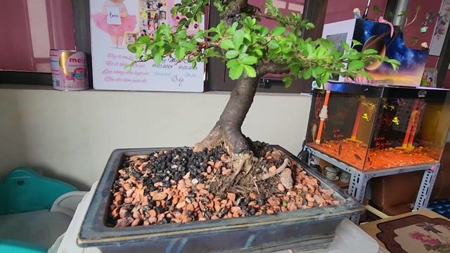 Bonsai Du để bàn. Mua bán Cây cảnh, đồ trang trí tại Quận Bắc Từ Liêm Hà Nội được đăng bởi Đặng Tùng hình 1