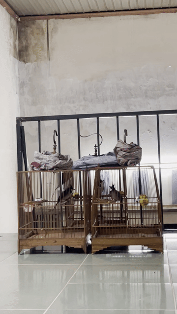 chào mào bổi 10 tháng lồng. Mua bán Chim tại Thành phố Thủ Đức Tp Hồ Chí Minh được đăng bởi Minh Quân hình 1