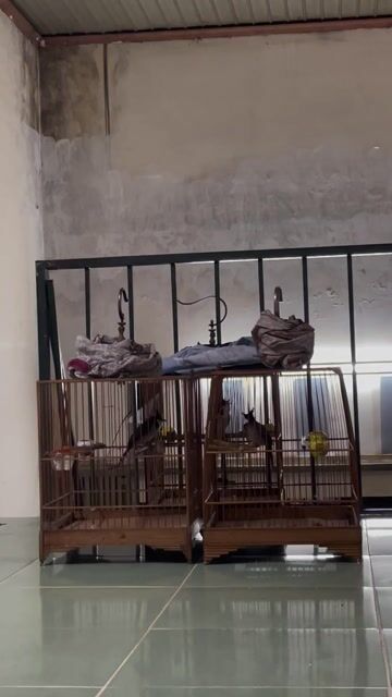 chào mào bổi 10 tháng lồng. Mua bán Chim tại Thành phố Thủ Đức Tp Hồ Chí Minh được đăng bởi Minh Quân hình 1