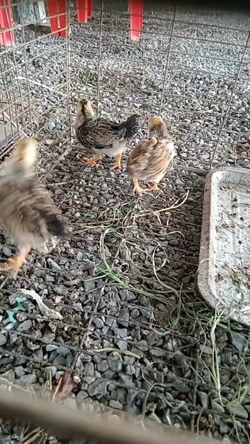 cần bán 3 con gà tre bắc 2 tháng tuổi. Mua bán Gà tại Thành phố Trà Vinh Trà Vinh được đăng bởi huỳnh liêm hình 1